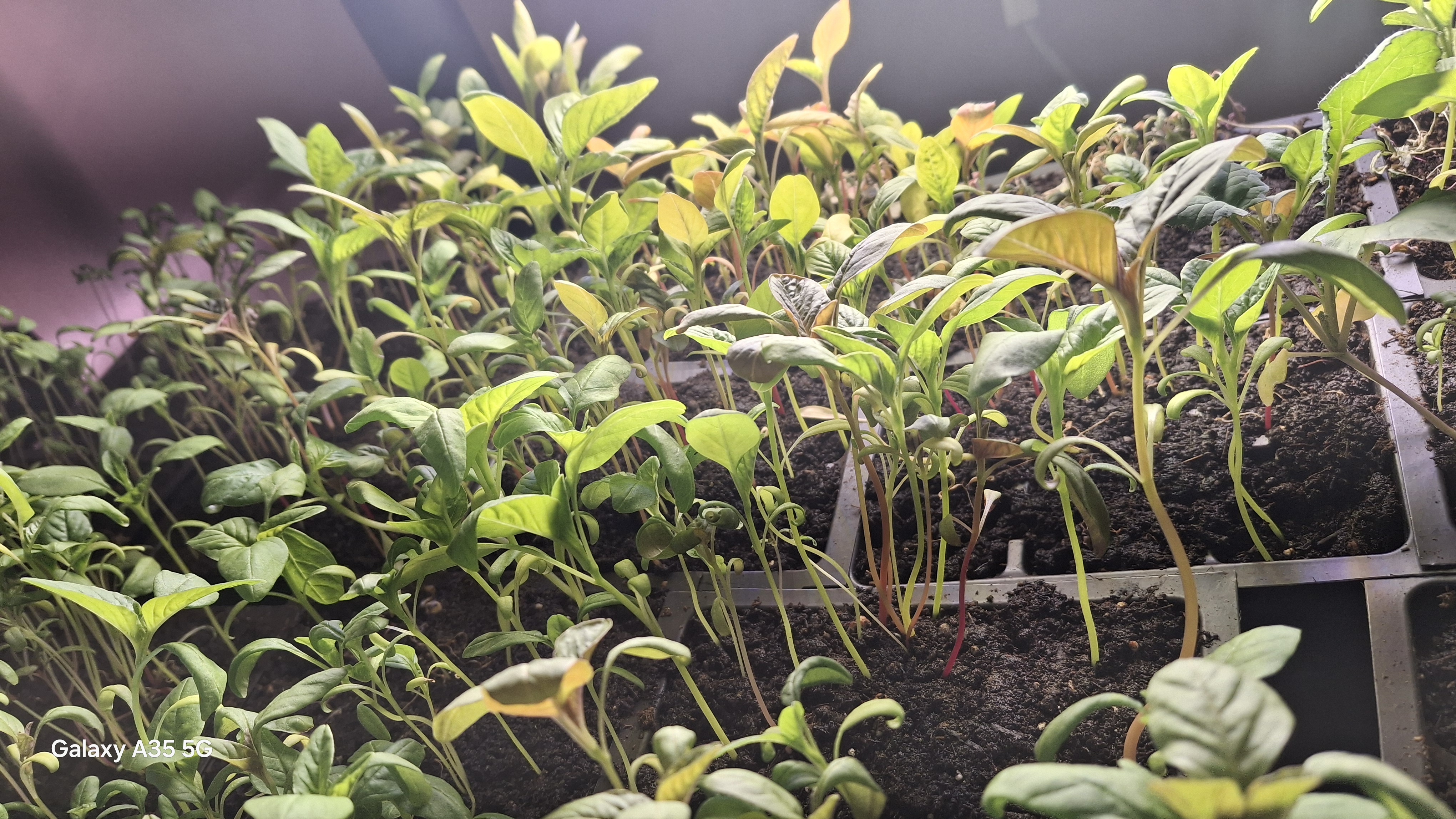 Growning Seedlings 1